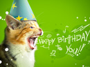 Birthday Cat Postcard