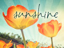 Sending You Sunshine Postcard