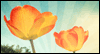 Sending You Sunshine<br>Postcard Summer Postcards