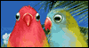 Love Birds --  eCard from Yahoo! Greetings