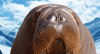 Walrus Fun --  eCard from Yahoo! Greetings