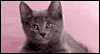 Smitten Kitten --  eCard from Yahoo! Greetings
