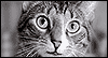 Cat Talk --  eCard from Yahoo! Greetings