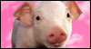 When Pigs Fly --  eCard from Yahoo! Greetings