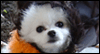 Too Cute to Spook