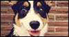 Pawsitively Cute Calendar Wallpaper for your desktop