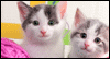 Garden Kitty Calendar Wallpaper for your desktop