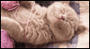 Purrfect Picnic Calendar Wallpaper for your desktop