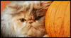 Purrfect Pumpkins Calendar Wallpaper for your desktop