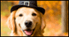 Autumn Pooch Calendar Wallpaper for your desktop
