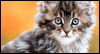 Bas-kitty Fun Calendar Wallpaper for your desktop