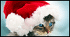 Kitty Folly Calendar Wallpaper for your desktop