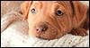 Playful Pup Calendar Wallpaper for your desktop