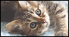 Whiskers and Feathers Calendar Wallpaper for your desktop