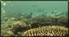 Under the Sea Calendar Wallpaper for your desktop