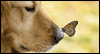 All Paws on Deck Calendar Wallpaper for your desktop
