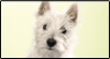 Sweet Scottie! Calendar Wallpaper for your desktop