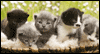 Spring Beauty Calendar Wallpaper for your desktop