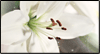 God's Gift Calendar Wallpaper for your desktop
