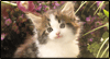 Blossom Friend Calendar Wallpaper for your desktop
