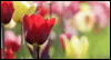 Rejoice in Spring! Calendar Wallpaper for your desktop