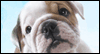 Doggone Adorable! Calendar Wallpaper for your desktop