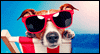 See Spot Sit Calendar Wallpaper for your desktop