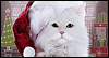 Santa Paws Christmas Card