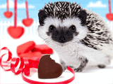 Hedgehugs and Kisses pets ecard