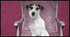 Doggone Great<br>Reply Card Thank You Postcards