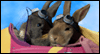 Easter Bunny Banter