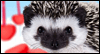 Hedgehugs and Kisses Talking Card --  eCard from Yahoo! Greetings