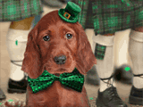 Irish Rover pets ecard
