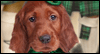 Irish Rover Talking Card