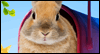 Hare Mail Talking Card