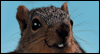 It Takes a Nut