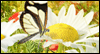 Sunny Wishes<br>Reply Card Thank You Postcards