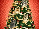 Christmas<br>Cat-astrophe christmas ecards
