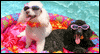 Hot Dawg! Calendar Wallpaper for your desktop