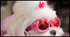 Doggie Dreamin' Calendar Wallpaper for your desktop