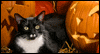 Cat-o'-lantern Calendar Wallpaper for your desktop