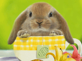 Somebunny Special<br>Talking Card easter ecards