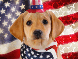 America Furever<br>Talking Card 4th of july ecards