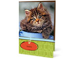 Love-My-Pet Announcement