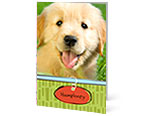 Love-My-Pet (set of 12)