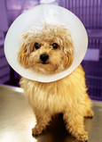 Cone Head Dog 5x7 Folded Card