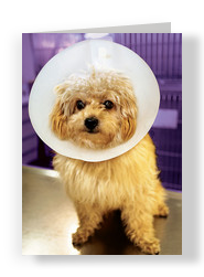 Cone Head Dog 5x7 Folded Card