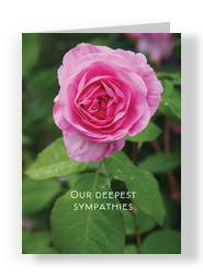 Sympathy Rose 5x7 Folded Card