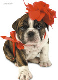 Red Bow Puppy 5x7 Folded Card