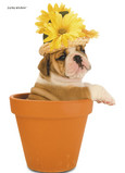 Plant Pot Bulldog 5x7 Folded Card
